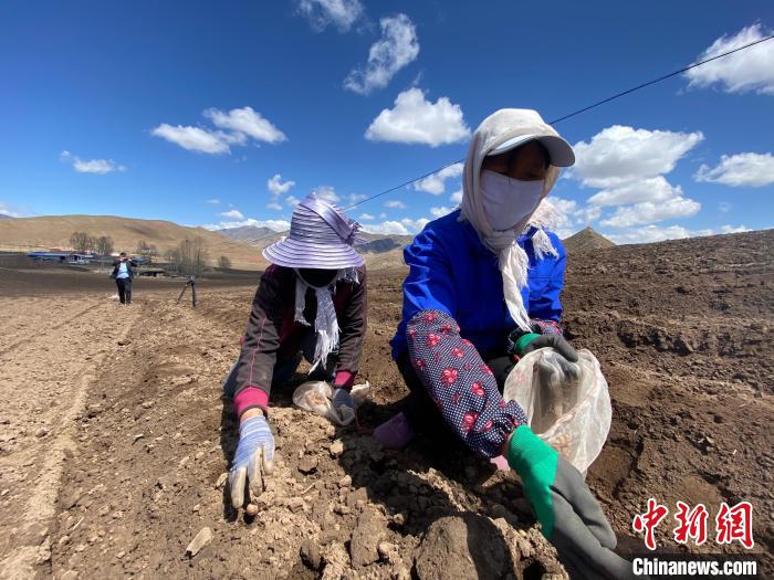 图为农民正在种植马铃薯。　李江宁 摄